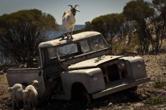 Many goats were invited to the party, most arrived in an old Landrover, WA - [Click for a Larger Image]