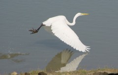 An egret takes flight - [Click for a Larger Image]